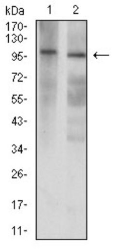 GluR7/GRIK3 Antibody (2B4H1) - BSA Free, Novus Biologicals 0.1 ml; Unconjugated:Antibodies,